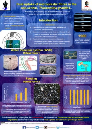 www.postersession.com
Dual uptake of microplastic fibres in the
sea urchin, Tripneustes gratilla L.
Bianca Tree, Gan Moodley and Deborah Robertson-Andersson
University of KwaZulu-Natal, School of Life Sciences
Introduction
Microplastics
 Plastic pollution is an escalating issue worldwide and
production is ever increasing.
 Researchers have only recently discovered the major threat
posed by microplastics. Microplastic fibres raise particular
concern due to their size and shape.
 The aim of this study was to determine the uptake of
microplastic fibres in the sea urchin T. gratilla, given that
there are two possible uptake routes in echinoids.
Figure 2. Presence of microplastic fibres in the gut of
individual sea urchins after 48 hours of feeding on
microplastic treated seaweed.
1 2 3 4 5 6
Presenceofmicroplastic
fibres
Replicates
This investigation highlights the vulnerability of sea urchins (keystone species and ecosystem
engineers) to microplastic pollution via dual uptake mechanisms (feeding & WVS)
 Keystone species have a bigger
effect on their environment
relative to its abundance.
 Sea urchins are both keystone
species & important ecosystem
engineers.
Microfibers are easily taken up into the WVS
of sea urchins. Accumulation of
microplastics in the WVS may cause
blockages within the canals and tubes,
reducing the efficiency of water flow
through the organism.
Water Vascular system (WVS)
Uptake route 1
T. gratilla
Madreporite (= sieve plate)
Water enters the madreporite and goes via the
stone canal to the ring canal.
SEM image of madreporite pores of Stomopneustes
variolaris (220x)
SEM image of madreporite pores T. gratilla
(70.2 ± 4.3 µm) (220 X)
Important for
locomotion,
feeding and gas
exchange.
Figure 1. Average number of fibres taken up into the WVS
of T. gratilla at different microfiber concentrations.
The greater the concentration of
microplastics in the water, the greater the
uptake into the WVS.
Sea urchins and
kin are the only
group to have a
water vascular
system.
1900
microfibres are removed
from a single polyester
jersey every wash!
Microplastics attach to seaweed
surfaces and consequently hinders
algal photosynthesis and therefore
would be available to organisms
feeding on algae.
Low
numbers
High
numbers
Feeding
Uptake route 2
References:
1. Browne, M. A., Galloway, T., & Thompson, R. (2007). Microplastic—an emerging contaminant of potential concern?. Integrated environmental assessment and Management, 3(4), pp. 559-561
2. Browne, M. A., Crump, P., Niven, S. J., Teuten, E., Tonkin, A., Galloway, T., & Thompson, R. (2011). Accumulation of microplastic on shorelines woldwide: sources and sinks. Environmental science & technology, 45(21), pp. 9175-9179
5 mg.L-1
0
5
10
15
20
25
0 1 2 5
Averagenumberof
microfibres
Microfibre concentration ( )mg.L-1
2
1
 