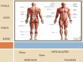 Fêmur
Ossos
MUSCULOS
ARTICULAÇÕES
PATELA
ULNA
FALANGES
RÁDIO
FÁSCIA
 