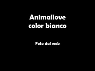 Animallove color bianco Foto dal web 