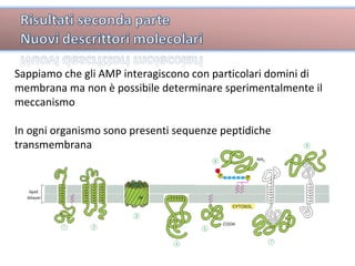Sappiamo che gli AMP interagiscono con particolari domini di membrana ma non è possibile determinare sperimentalmente il meccanismo In ogni organismo sono presenti sequenze peptidiche transmembrana 