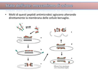 Molti di questi peptidi antimicrobici agiscono alterando direttamente la membrana delle cellule bersaglio. 