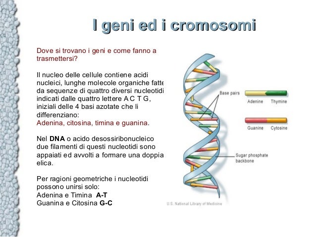 La genetica