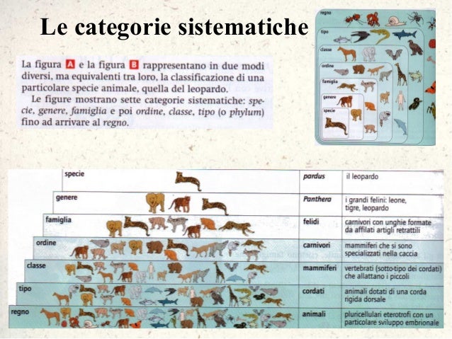 la-classificazione-dei-viventi