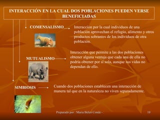 INTERACCIÓN EN LA CUAL DOS POBLACIONES PUEDEN VERSE BENEFICIADAS COMENSALISMO Interacción por la cual individuos de una población aprovechan el refugio, alimento y otros productos sobrantes de los individuos de otra población. MUTUALISMO Interacción que permite a las dos poblaciones obtener alguna ventaja que cada una de ella no podría obtener por sí sola, aunque sus vidas no dependan de ello. SIMBIOSIS Cuando dos poblaciones establecen una interacción de manera tal que en la naturaleza no viven separadamente. 