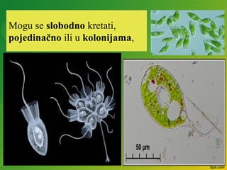 Mogu se slobodno kretati,
pojedinačno ili u kolonijama,
 