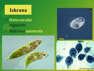 • Heterotrofni
organizmi
• Mali broj autotrofa
Ishrana
 