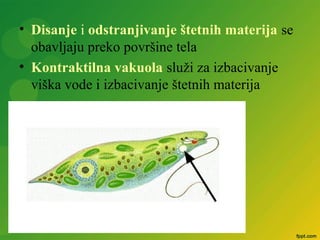 • Disanje i odstranjivanje štetnih materija se
obavljaju preko površine tela
• Kontraktilna vakuola služi za izbacivanje
viška vode i izbacivanje štetnih materija
 