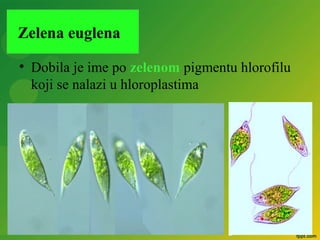 • Dobila je ime po zelenom pigmentu hlorofilu
koji se nalazi u hloroplastima
Zelena euglena
 