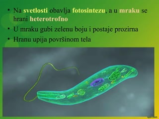• Na svetlosti obavlja fotosintezu, a u mraku se
hrani heterotrofno
• U mraku gubi zelenu boju i postaje prozirna
• Hranu upija površinom tela
 