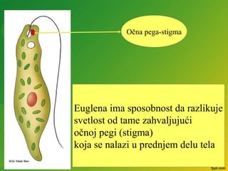 Euglena ima sposobnost da razlikuje
svetlost od tame zahvaljujući
očnoj pegi (stigma)
koja se nalazi u prednjem delu tela
Očna pega-stigma
 