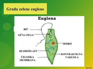 Građa zelene euglene
BIČ
OČNA PEGA
HLOROPLAST
JEDRO
KONTRAKTILNA
VAKUOLAĆELIJSKA
MEMBRANA
 