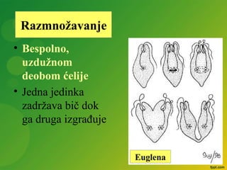 • Bespolno,
uzdužnom
deobom ćelije
• Jedna jedinka
zadržava bič dok
ga druga izgrađuje
Razmnožavanje
Euglena
 