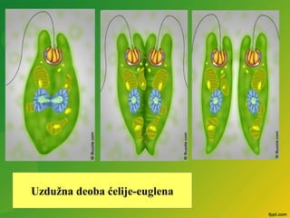 Uzdužna deoba ćelije-euglena
 