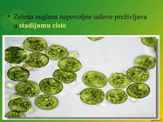 • Zelena euglena nepovoljne uslove preživljava
u stadijumu ciste
 