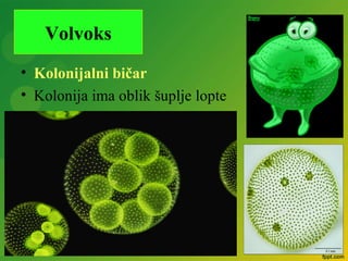 • Kolonijalni bičar
• Kolonija ima oblik šuplje lopte
Volvoks
 