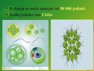 • Kolonija se može sastojati od 50 000 jedinki
• Svaka jedinka ima 2 biča
 