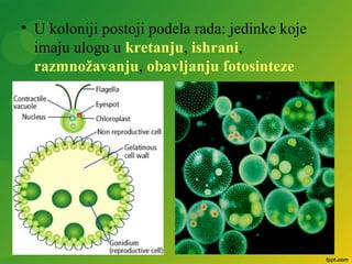 • U koloniji postoji podela rada: jedinke koje
imaju ulogu u kretanju, ishrani,
razmnožavanju, obavljanju fotosinteze
 
