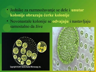 • Jednike za razmnožavanje se dele i unutar
kolonije obrazuju ćerke kolonije
• Novonastale kolonije se odvajaju i nastavljaju
samostalno da žive
 