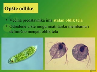 • Većina predstavnika ima stalan oblik tela
• Određene vrste mogu imati tanku membarnu i
delimično menjati oblik tela
Opšte odlike
 