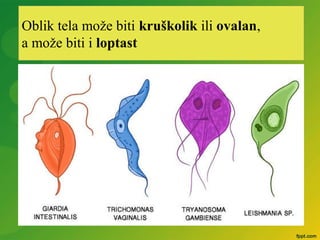 Oblik tela može biti kruškolik ili ovalan,
a može biti i loptast
 