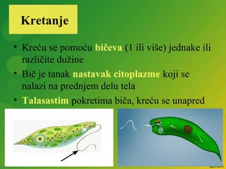 • Kreću se pomoću bičeva (1 ili više) jednake ili
različite dužine
• Bič je tanak nastavak citoplazme koji se
nalazi na prednjem delu tela
• Talasastim pokretima biča, kreću se unapred
Kretanje
 