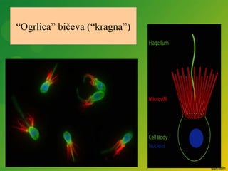 “Ogrlica” bičeva (“kragna”)
 
