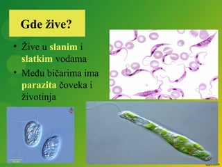 • Žive u slanim i
slatkim vodama
• Među bičarima ima
parazita čoveka i
životinja
Gde žive?
 