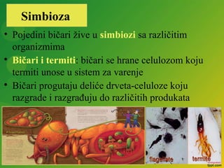 • Pojedini bičari žive u simbiozi sa različitim
organizmima

Bičari i termiti: bičari se hrane celulozom koju
termiti unose u sistem za varenje

Bičari progutaju deliće drveta-celuloze koju
razgrade i razgrađuju do različitih produkata
Simbioza
 