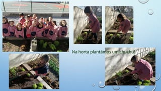 Na horta plantámos um chuchu!
 