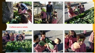 E alfaces para a salada.
 