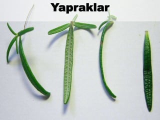 
Yapraklar
 