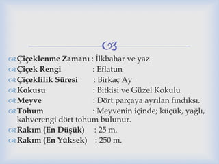 
Çiçeklenme Zamanı : İlkbahar ve yaz
Çiçek Rengi : Eflatun
Çiçeklilik Süresi : Birkaç Ay
Kokusu : Bitkisi ve Güzel Kokulu
Meyve : Dört parçaya ayrılan fındıksı.
Tohum : Meyvenin içinde; küçük, yağlı,
kahverengi dört tohum bulunur.
Rakım (En Düşük) : 25 m.
Rakım (En Yüksek) : 250 m.
 