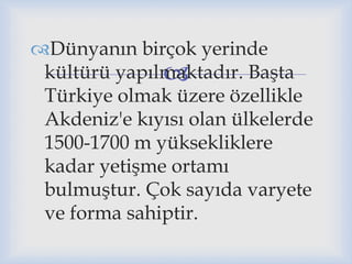 
Dünyanın birçok yerinde
kültürü yapılmaktadır. Başta
Türkiye olmak üzere özellikle
Akdeniz'e kıyısı olan ülkelerde
1500-1700 m yüksekliklere
kadar yetişme ortamı
bulmuştur. Çok sayıda varyete
ve forma sahiptir.
 