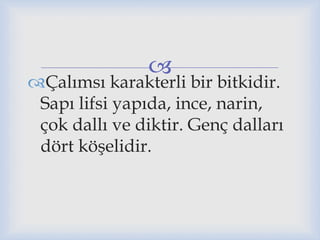 
Çalımsı karakterli bir bitkidir.
Sapı lifsi yapıda, ince, narin,
çok dallı ve diktir. Genç dalları
dört köşelidir.
 