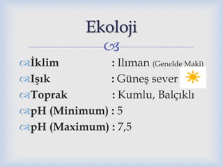 
İklim : Ilıman (Genelde Maki)
Işık : Güneş sever
Toprak : Kumlu, Balçıklı
pH (Minimum) : 5
pH (Maximum) : 7,5
Ekoloji
 