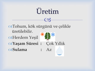 
Tohum, kök sürgünü ve çelikle
üretilebilir.
Herdem Yeşil
Yaşam Süresi : Çok Yıllık
Sulama : Az
Üretim
 