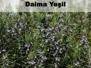 
Daima Yeşil
 