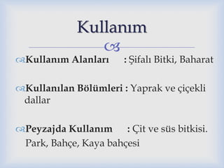 
Kullanım Alanları : Şifalı Bitki, Baharat
Kullanılan Bölümleri : Yaprak ve çiçekli
dallar
Peyzajda Kullanım : Çit ve süs bitkisi.
Park, Bahçe, Kaya bahçesi
Kullanım
 