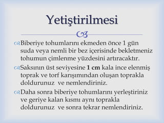 
Biberiye tohumlarını ekmeden önce 1 gün
suda veya nemli bir bez içerisinde bekletmeniz
tohumun çimlenme yüzdesini artıracaktır.
Saksının üst seviyesine 1 cm kala ince elenmiş
toprak ve torf karışımından oluşan toprakla
doldurunuz ve nemlendiriniz.
Daha sonra biberiye tohumlarını yerleştiriniz
ve geriye kalan kısmı aynı toprakla
doldurunuz ve sonra tekrar nemlendiriniz.
Yetiştirilmesi
 