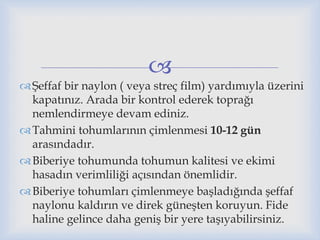 
Şeffaf bir naylon ( veya streç film) yardımıyla üzerini
kapatınız. Arada bir kontrol ederek toprağı
nemlendirmeye devam ediniz.
Tahmini tohumlarının çimlenmesi 10-12 gün
arasındadır.
Biberiye tohumunda tohumun kalitesi ve ekimi
hasadın verimliliği açısından önemlidir.
Biberiye tohumları çimlenmeye başladığında şeffaf
naylonu kaldırın ve direk güneşten koruyun. Fide
haline gelince daha geniş bir yere taşıyabilirsiniz.
 