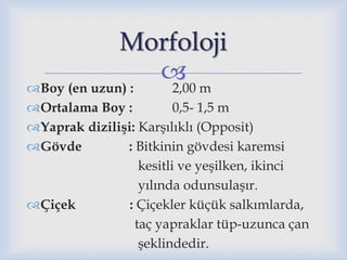 
Boy (en uzun) : 2,00 m
Ortalama Boy : 0,5- 1,5 m
Yaprak dizilişi: Karşılıklı (Opposit)
Gövde : Bitkinin gövdesi karemsi
kesitli ve yeşilken, ikinci
yılında odunsulaşır.
Çiçek : Çiçekler küçük salkımlarda,
taç yapraklar tüp-uzunca çan
şeklindedir.
Morfoloji
 