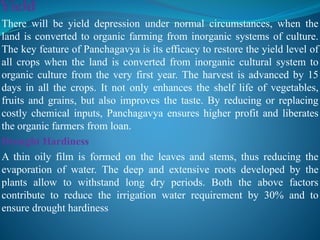 There will be yield depression under normal circumstances, when the
land is converted to organic farming from inorganic systems of culture.
The key feature of Panchagavya is its efficacy to restore the yield level of
all crops when the land is converted from inorganic cultural system to
organic culture from the very first year. The harvest is advanced by 15
days in all the crops. It not only enhances the shelf life of vegetables,
fruits and grains, but also improves the taste. By reducing or replacing
costly chemical inputs, Panchagavya ensures higher profit and liberates
the organic farmers from loan.
Drought Hardiness
A thin oily film is formed on the leaves and stems, thus reducing the
evaporation of water. The deep and extensive roots developed by the
plants allow to withstand long dry periods. Both the above factors
contribute to reduce the irrigation water requirement by 30% and to
ensure drought hardiness
 
