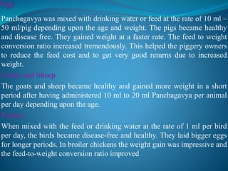 Panchagavya was mixed with drinking water or feed at the rate of 10 ml –
50 ml/pig depending upon the age and weight. The pigs became healthy
and disease free. They gained weight at a faster rate. The feed to weight
conversion ratio increased tremendously. This helped the piggery owners
to reduce the feed cost and to get very good returns due to increased
weight.
Goats and Sheep
The goats and sheep became healthy and gained more weight in a short
period after having administered 10 ml to 20 ml Panchagavya per animal
per day depending upon the age.
Poultry
When mixed with the feed or drinking water at the rate of 1 ml per bird
per day, the birds became disease-free and healthy. They laid bigger eggs
for longer periods. In broiler chickens the weight gain was impressive and
the feed-to-weight conversion ratio improved
 