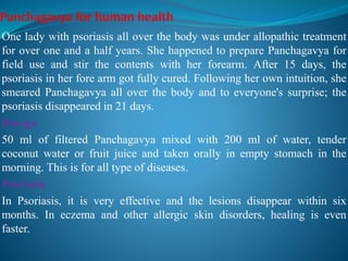 One lady with psoriasis all over the body was under allopathic treatment
for over one and a half years. She happened to prepare Panchagavya for
field use and stir the contents with her forearm. After 15 days, the
psoriasis in her fore arm got fully cured. Following her own intuition, she
smeared Panchagavya all over the body and to everyone's surprise; the
psoriasis disappeared in 21 days.
Dosage
50 ml of filtered Panchagavya mixed with 200 ml of water, tender
coconut water or fruit juice and taken orally in empty stomach in the
morning. This is for all type of diseases.
Psoriasis
In Psoriasis, it is very effective and the lesions disappear within six
months. In eczema and other allergic skin disorders, healing is even
faster.
 