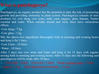 Panchagavya, an organic product has the potential to play the role of promoting
growth and providing immunity in plant system. Panchagavya consists of nine
products viz. cow dung, cow urine, milk, curd, jaggery, ghee, banana, Tender
coconut and water. When suitably mixed and used, these have miraculous
effects.
•Cow dung - 7 kg
•Cow ghee - 1 kg
Mix the above two ingredients thoroughly both in morning and evening hours
and keep it for 3 days.
•Cow Urine - 10 liters
•Water - 10 liters
After 3 days mix cow urine and water and keep it for 15 days with regular
mixing both in morning and evening hours. After 15 days mix the following and
panchagavya will be ready after 30 days.
1. Cow milk - 3 liters 2 Cow curd - 2 liters 3 Tender coconut water - 3 liters
4 Jaggery - 3 kg 5 Well ripened poovan banana – 12 nos.
 