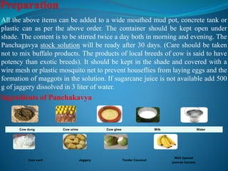 All the above items can be added to a wide mouthed mud pot, concrete tank or
plastic can as per the above order. The container should be kept open under
shade. The content is to be stirred twice a day both in morning and evening. The
Panchagavya stock solution will be ready after 30 days. (Care should be taken
not to mix buffalo products. The products of local breeds of cow is said to have
potency than exotic breeds). It should be kept in the shade and covered with a
wire mesh or plastic mosquito net to prevent houseflies from laying eggs and the
formation of maggots in the solution. If sugarcane juice is not available add 500
g of jaggery dissolved in 3 liter of water.
Ingredients of Panchakavya
Cow dung Cow urine Cow ghee Milk Water
Cow curd Jaggery Tender Coconut
Well ripened
poovan banana
 