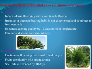1. Mango
• Induces dense flowering with more female flowers
• Irregular or alternate bearing habit is not experienced and continues to
fruit regularly
• Enhances keeping quality by 12 days in room temperature
• Flavour and aroma are extraordinary
2. Acid lime
• Continuous flowering is ensured round the year
• Fruits are plumpy with strong aroma
• Shelf life is extended by 10 days
 