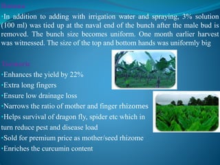 Banana
•In addition to adding with irrigation water and spraying, 3% solution
(100 ml) was tied up at the naval end of the bunch after the male bud is
removed. The bunch size becomes uniform. One month earlier harvest
was witnessed. The size of the top and bottom hands was uniformly big
Turmeric
•Enhances the yield by 22%
•Extra long fingers
•Ensure low drainage loss
•Narrows the ratio of mother and finger rhizomes
•Helps survival of dragon fly, spider etc which in
turn reduce pest and disease load
•Sold for premium price as mother/seed rhizome
•Enriches the curcumin content
 