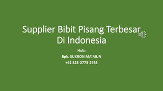 Supplier Bibit Pisang Terbesar
Di Indonesia
Hub:
Bpk. SUKRON MA’MUN
+62 823-2773-2765
 
