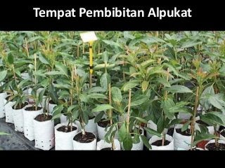 Tempat Pembibitan Alpukat
 